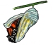 Adult butterfly emerges from chrysalis. Artwork by Dale Crawford. (click to get large image).