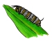 Caterpillar (larva). Artwork by Dale Crawford. (click to get large image).