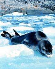 Leopard Seal