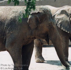 Photo of Gita, Asian elephant