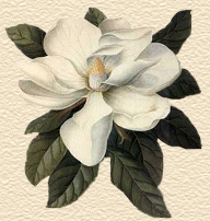 magnolia.gif