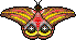 owl butterfly