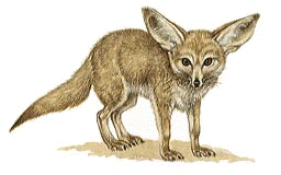 Fennec Fox